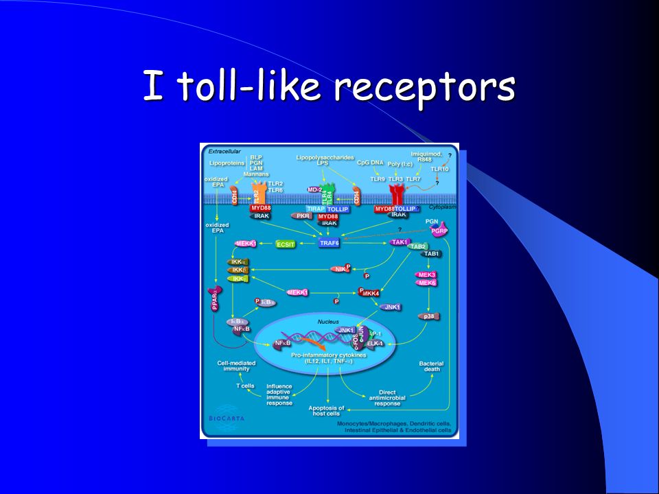 I toll-like receptors
