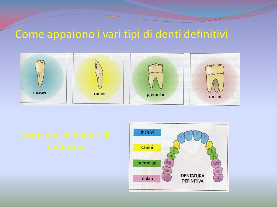 Come appaiono i vari tipi di denti definitivi