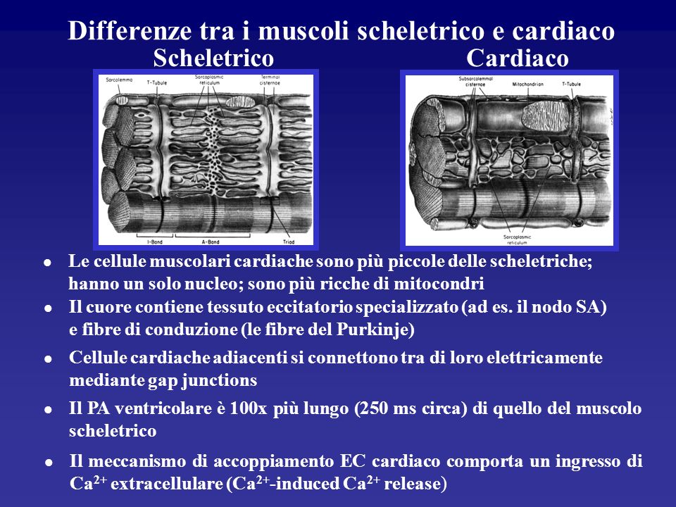 Differenze tra i muscoli scheletrico e cardiaco