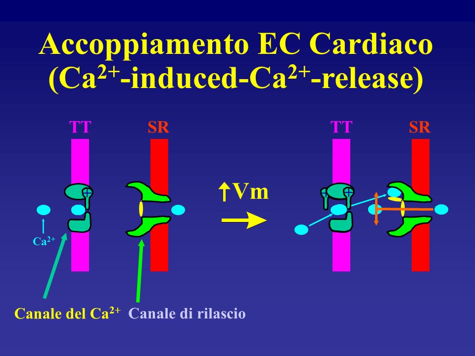 Accoppiamento EC Cardiaco (Ca2+-induced-Ca2+-release)