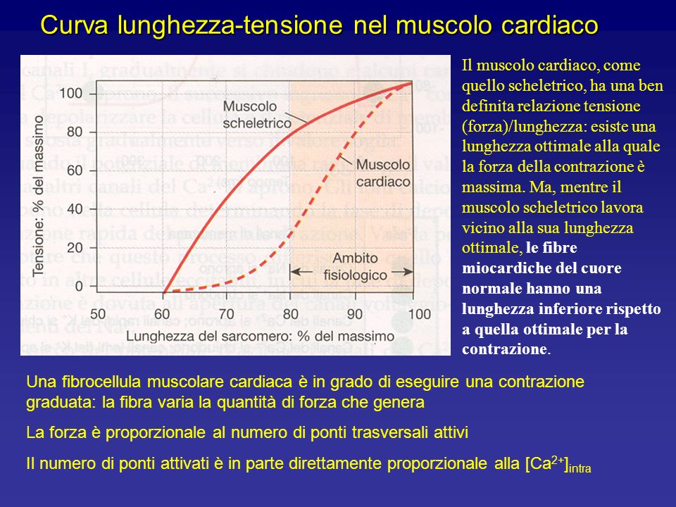 Curva lunghezza-tensione nel muscolo cardiaco