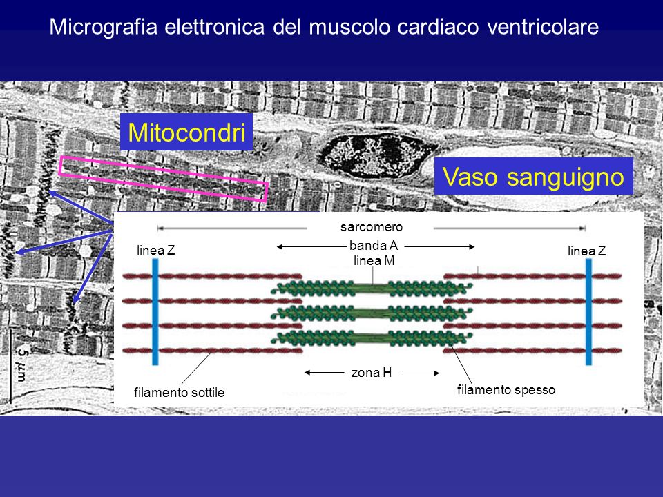 Micrografia elettronica del muscolo cardiaco ventricolare