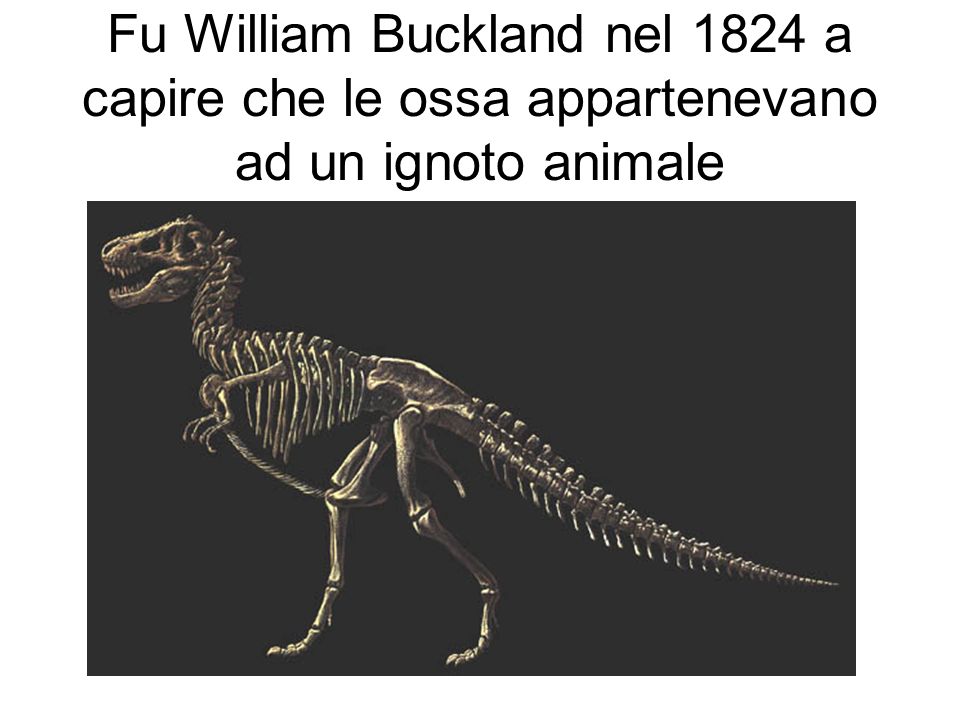 Fu William Buckland nel 1824 a capire che le ossa appartenevano ad un ignoto animale