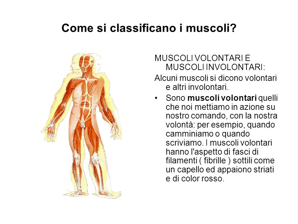 Come si classificano i muscoli