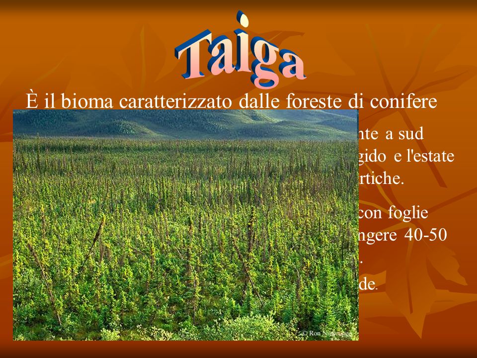 Taiga È il bioma caratterizzato dalle foreste di conifere