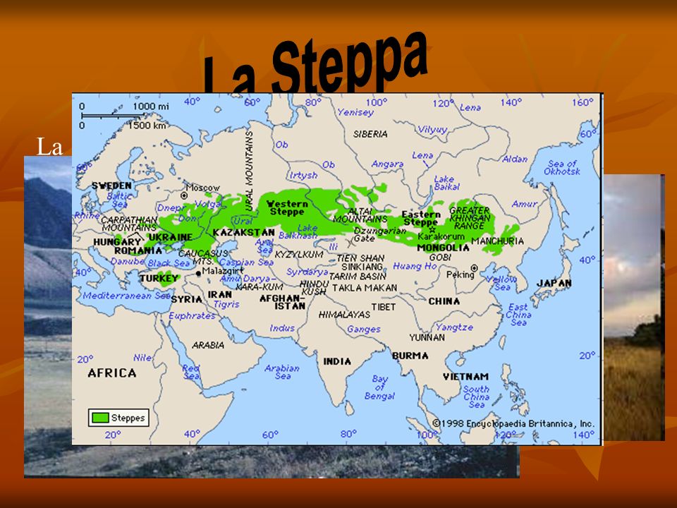 La Steppa La steppa è un bioma caratterizzato da vegetazione erbacea.