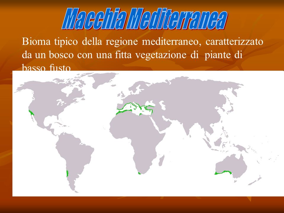 Macchia Mediterranea Bioma tipico della regione mediterraneo, caratterizzato da un bosco con una fitta vegetazione di piante di basso fusto.
