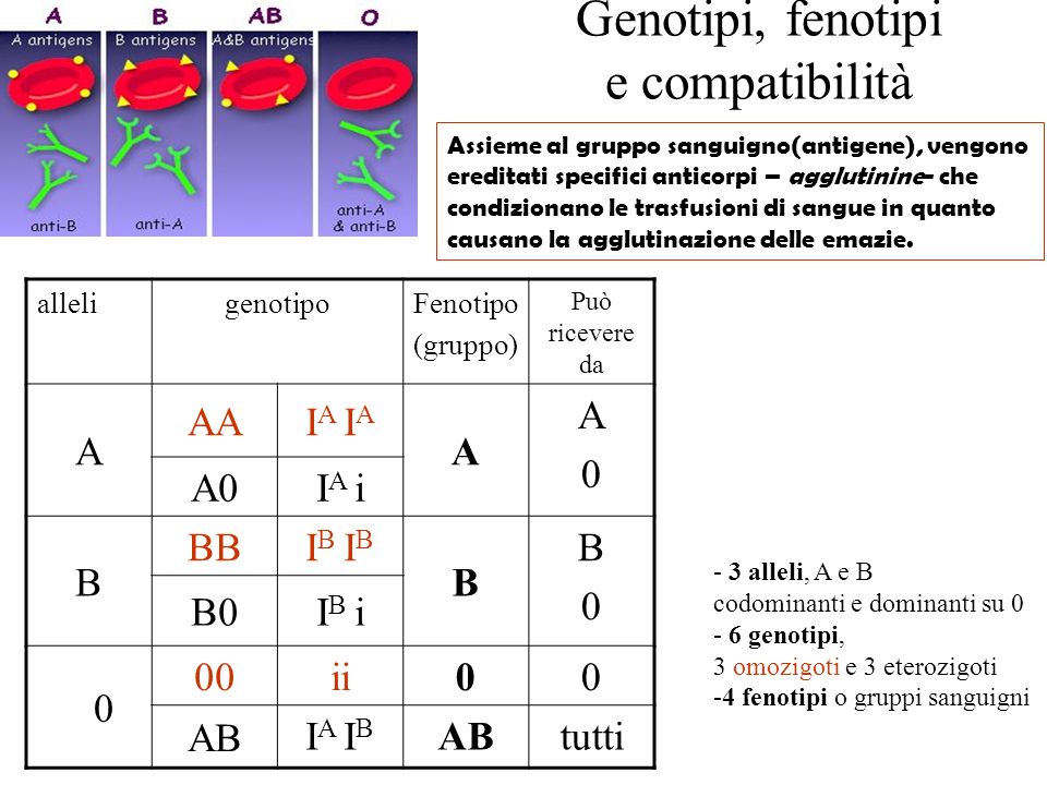 Genotipi, fenotipi e compatibilità