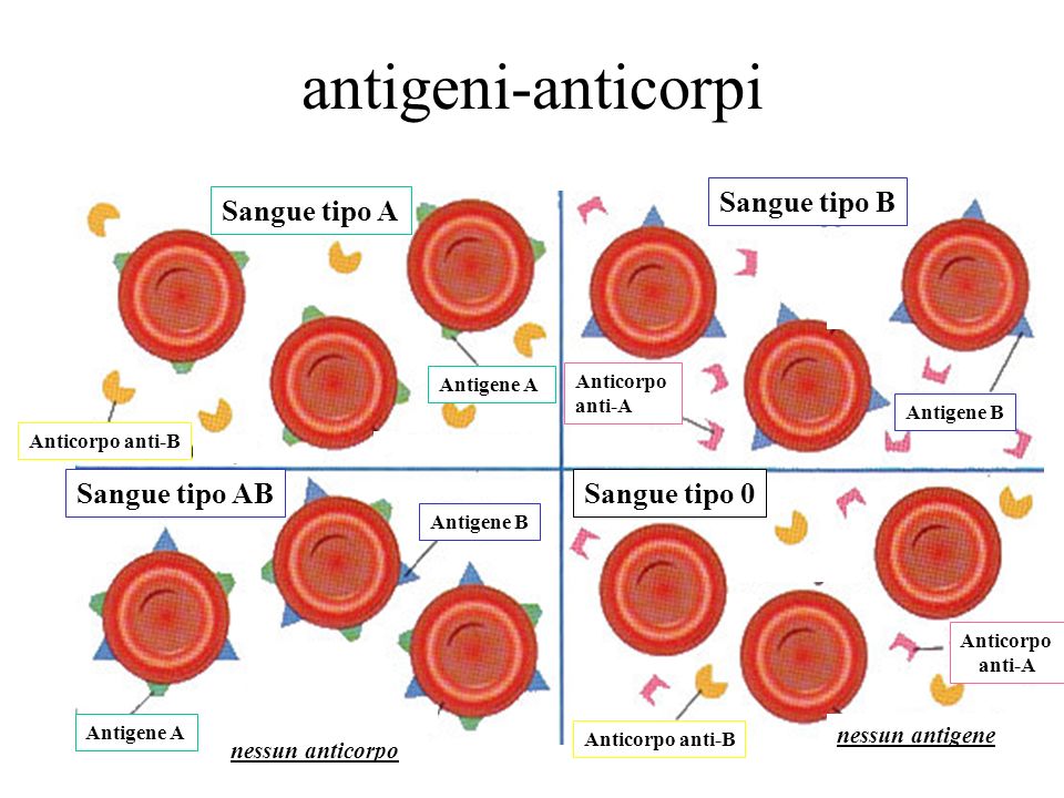 antigeni-anticorpi Sangue tipo A Sangue tipo 0 Sangue tipo B