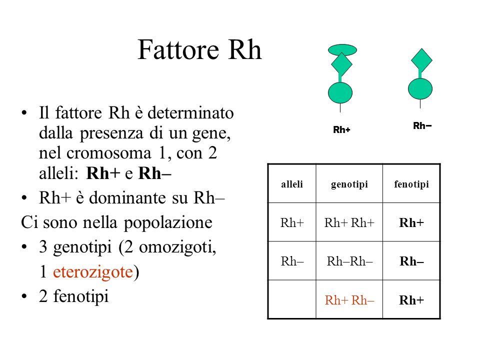 Fattore Rh Rh+ Rh– Il fattore Rh è determinato dalla presenza di un gene, nel cromosoma 1, con 2 alleli: Rh+ e Rh–