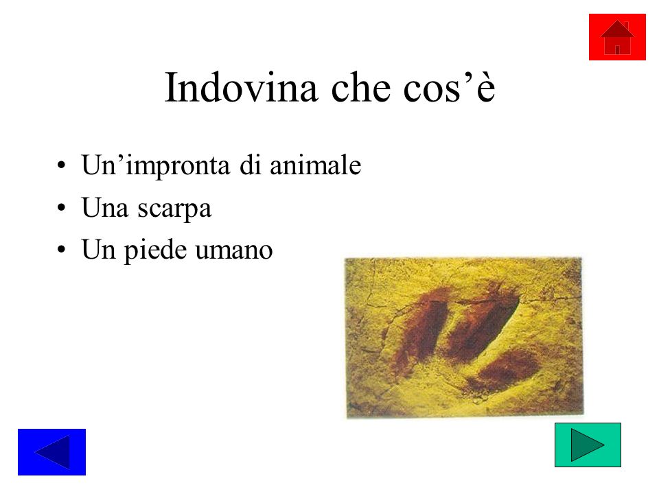 Indovina che cos’è Un’impronta di animale Una scarpa Un piede umano