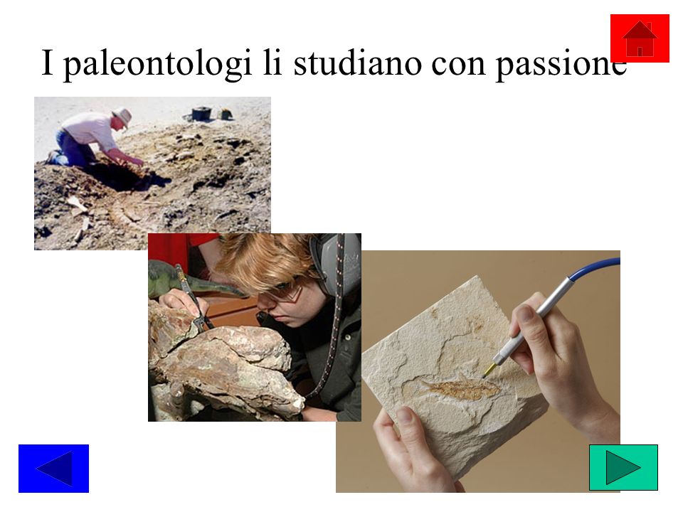 I paleontologi li studiano con passione
