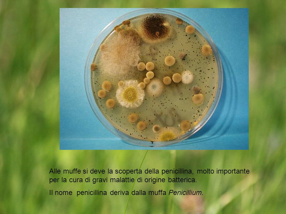 Alle muffe si deve la scoperta della penicillina, molto importante per la cura di gravi malattie di origine batterica.