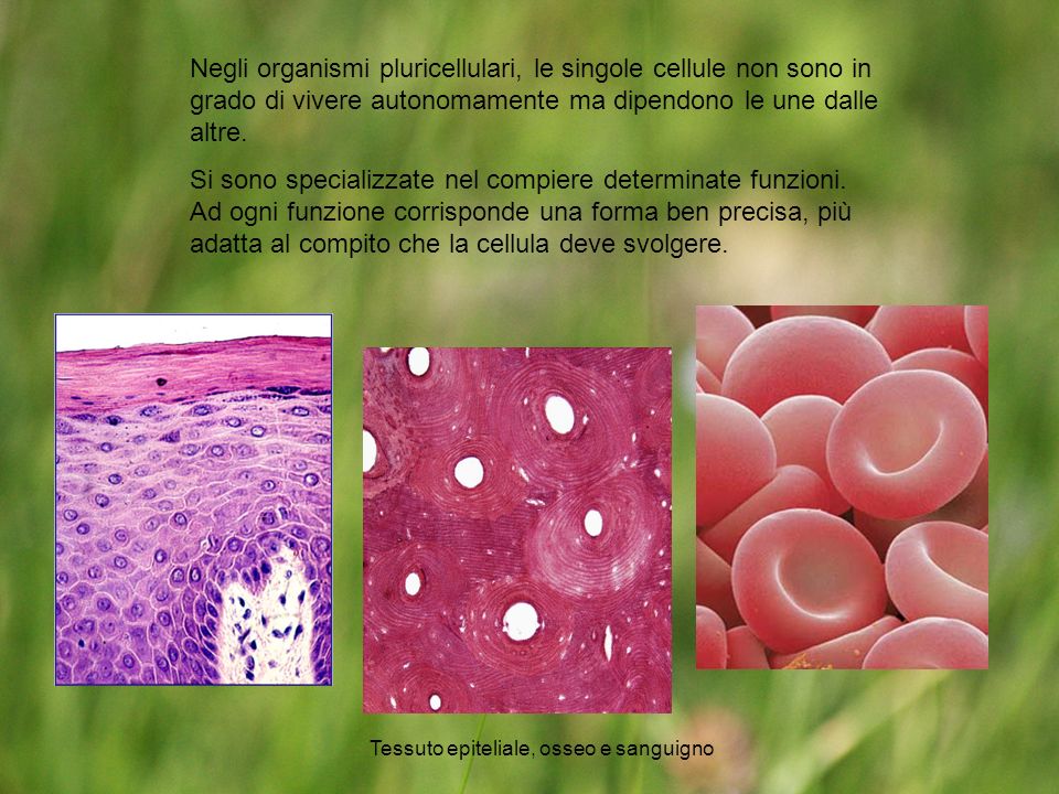 Tessuto epiteliale, osseo e sanguigno