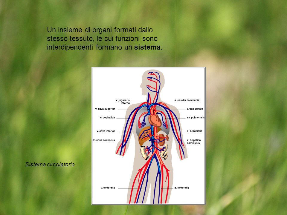 Un insieme di organi formati dallo stesso tessuto, le cui funzioni sono interdipendenti formano un sistema.