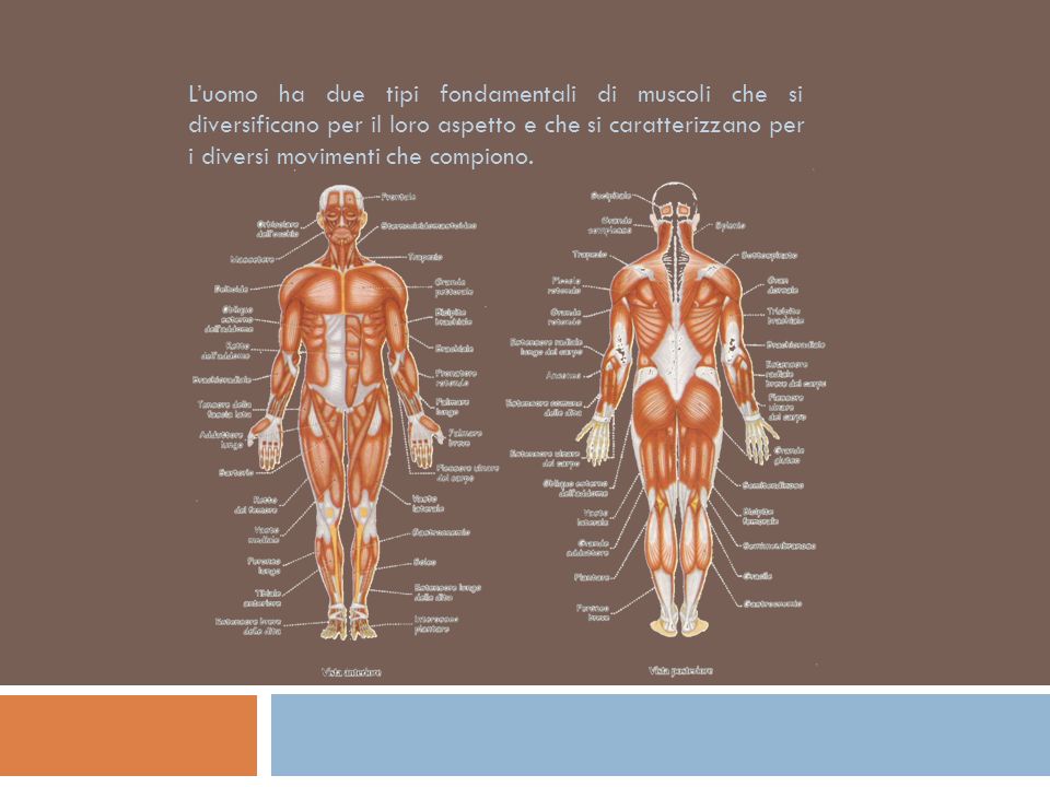 L’uomo ha due tipi fondamentali di muscoli che si diversificano per il loro aspetto e che si caratterizzano per i diversi movimenti che compiono.