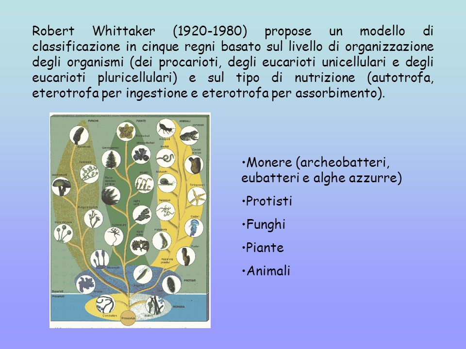 Robert Whittaker ( ) propose un modello di classificazione in cinque regni basato sul livello di organizzazione degli organismi (dei procarioti, degli eucarioti unicellulari e degli eucarioti pluricellulari) e sul tipo di nutrizione (autotrofa, eterotrofa per ingestione e eterotrofa per assorbimento).