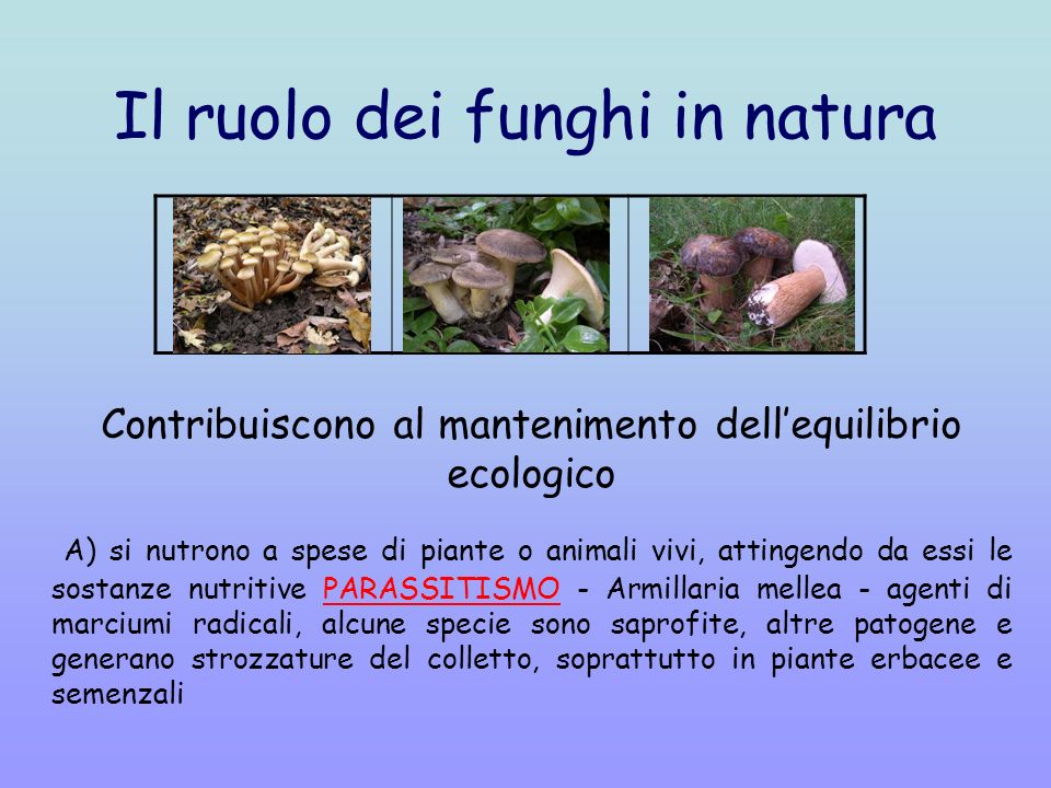 Il ruolo dei funghi in natura