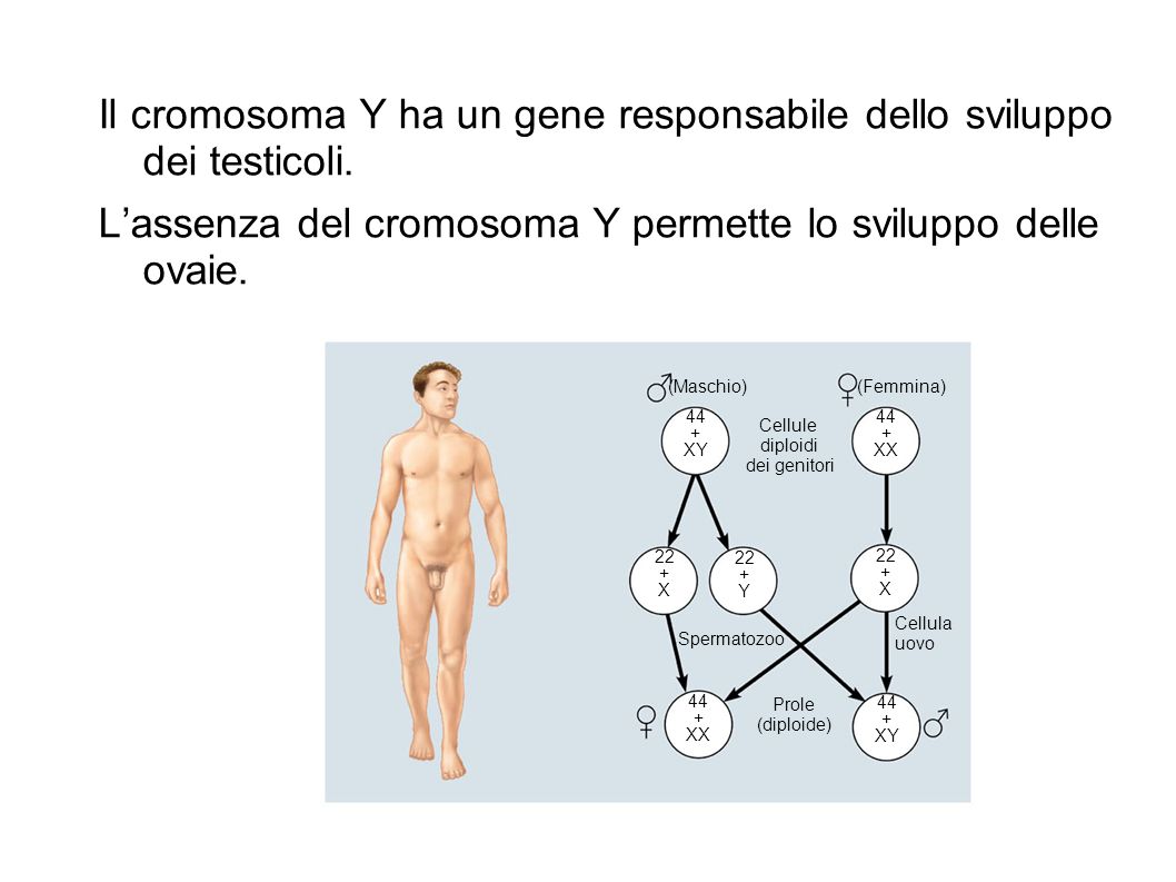 Il cromosoma Y ha un gene responsabile dello sviluppo dei testicoli.