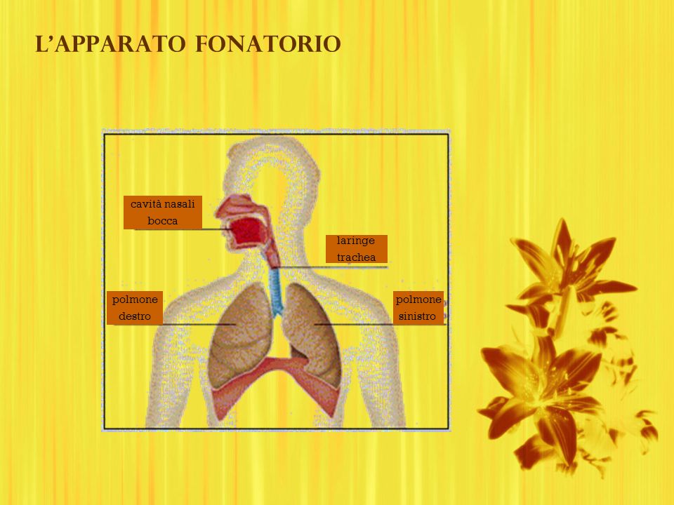L’apparato fonatorio cavità nasali bocca laringe trachea polmone