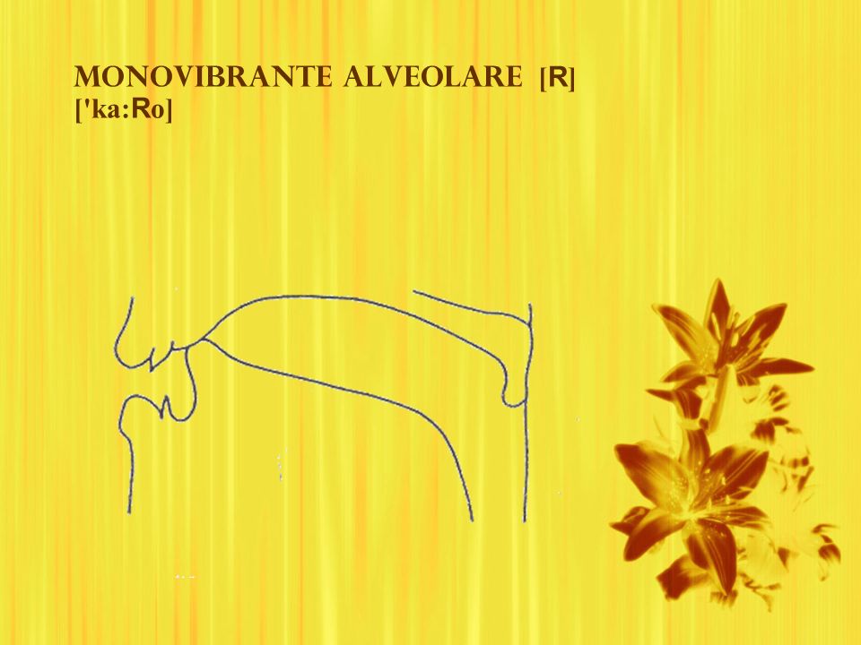 Monovibrante alveolare [R] [ ka:Ro]