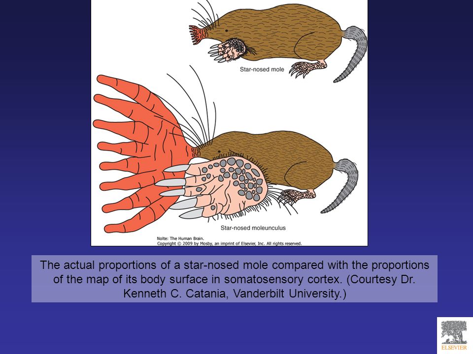 The actual proportions of a star-nosed mole compared with the proportions of the map of its body surface in somatosensory cortex.
