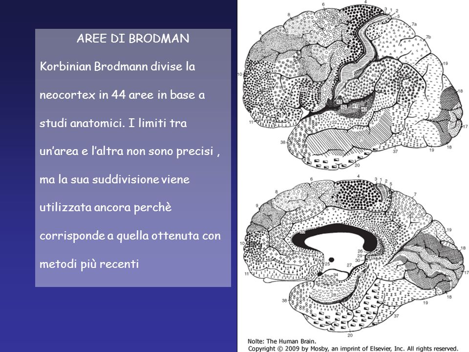 AREE DI BRODMAN Korbinian Brodmann divise la. neocortex in 44 aree in base a. studi anatomici. I limiti tra.