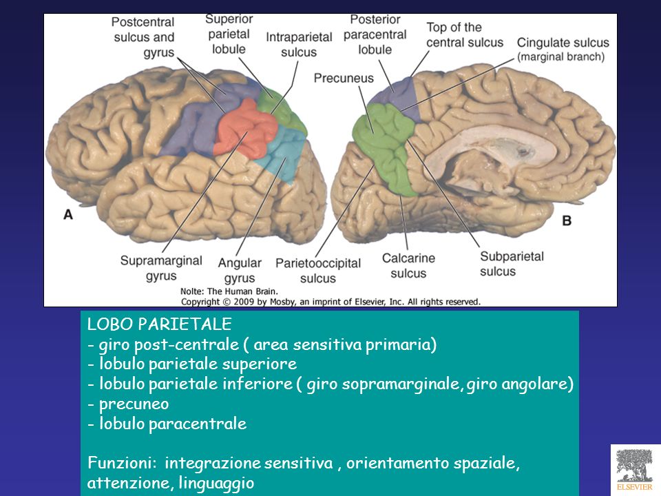 LOBO PARIETALE - giro post-centrale ( area sensitiva primaria) - lobulo parietale superiore.
