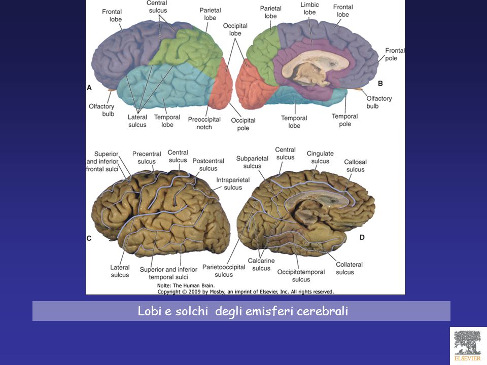 Lobi e solchi degli emisferi cerebrali