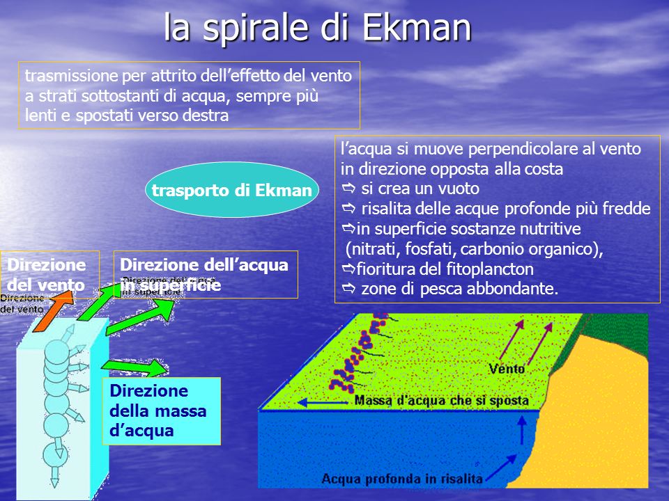 la spirale di Ekman Direzione del vento Direzione dell’acqua