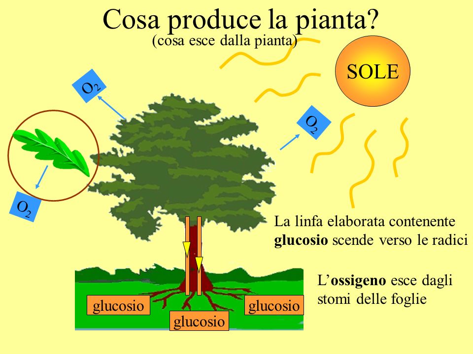Cosa produce la pianta SOLE (cosa esce dalla pianta) O2 O2 O2