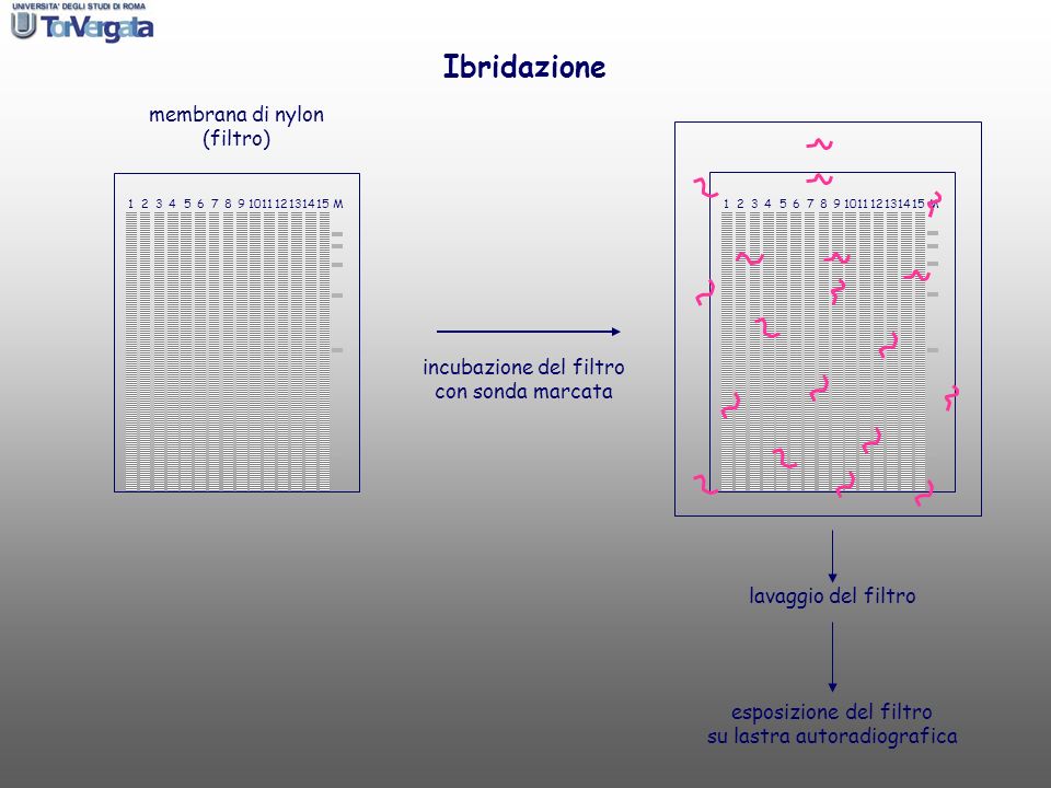 Ibridazione membrana di nylon (filtro) incubazione del filtro