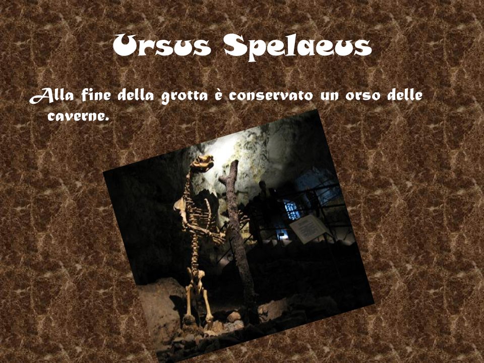 Ursus Spelaeus Alla fine della grotta è conservato un orso delle caverne.