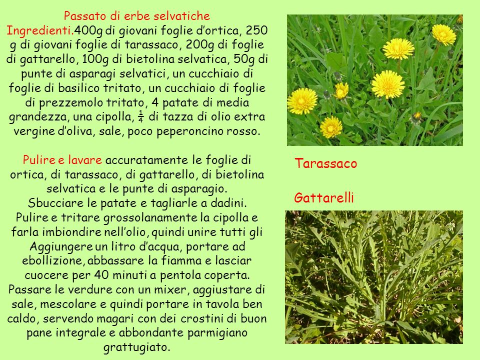 Tarassaco Gattarelli Passato di erbe selvatiche