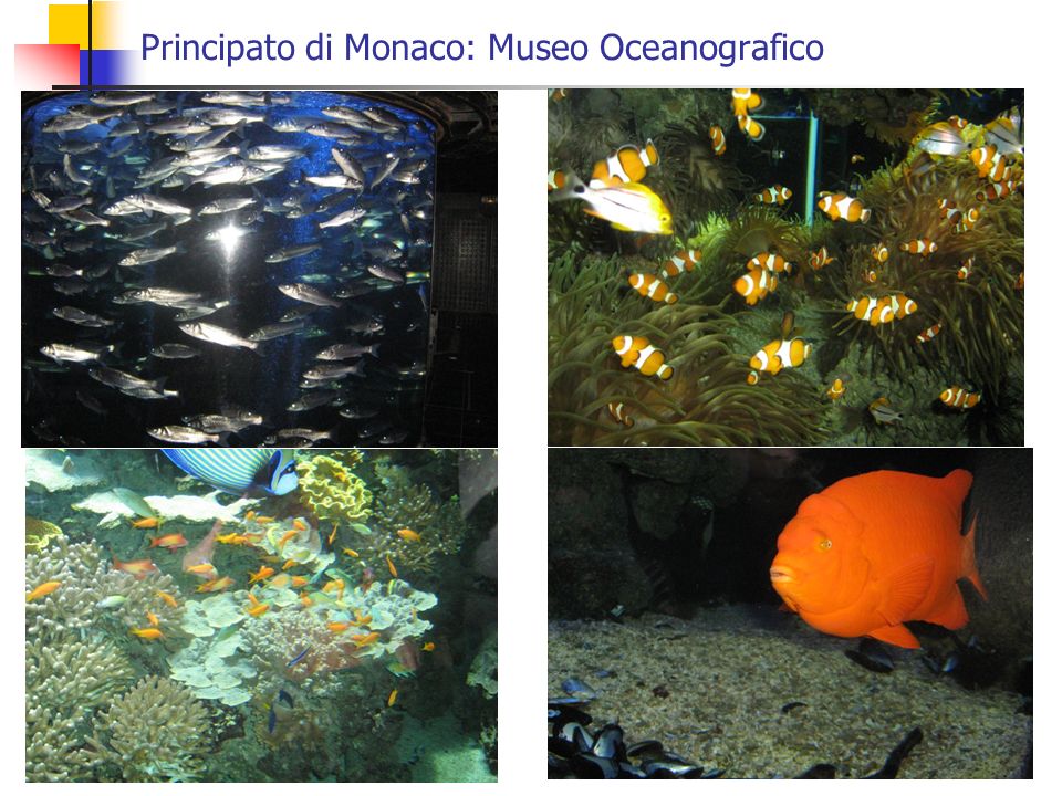 Principato di Monaco: Museo Oceanografico