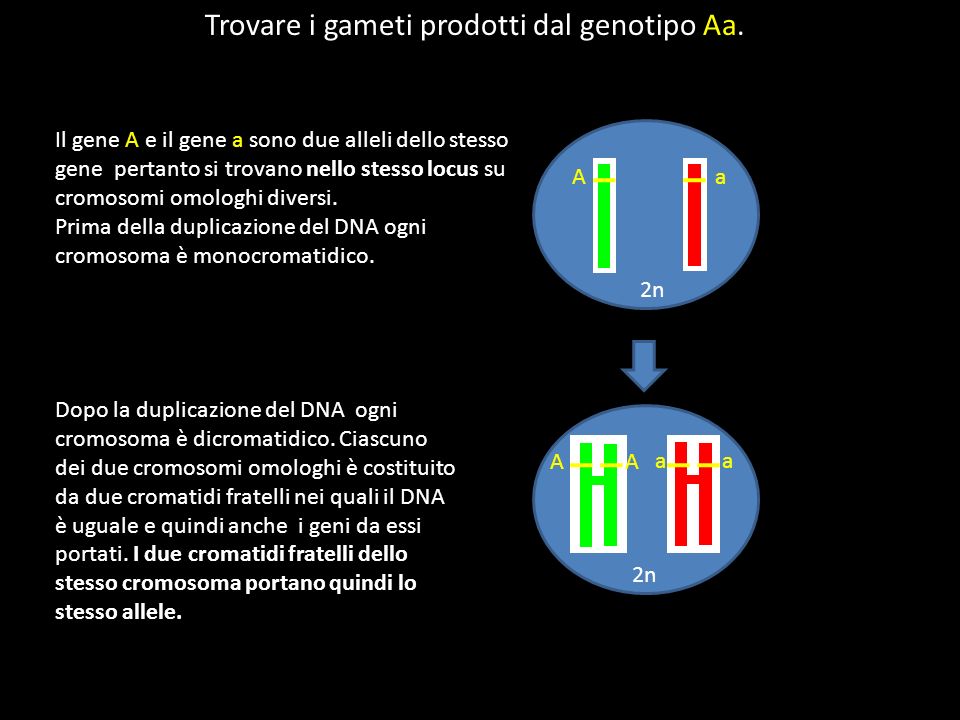 Trovare i gameti prodotti dal genotipo Aa.