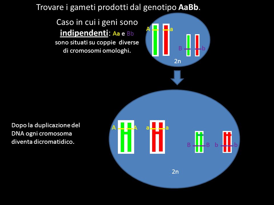 Trovare i gameti prodotti dal genotipo AaBb.