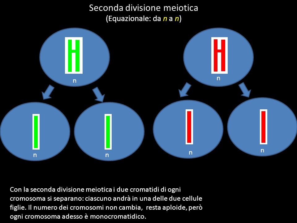 Seconda divisione meiotica