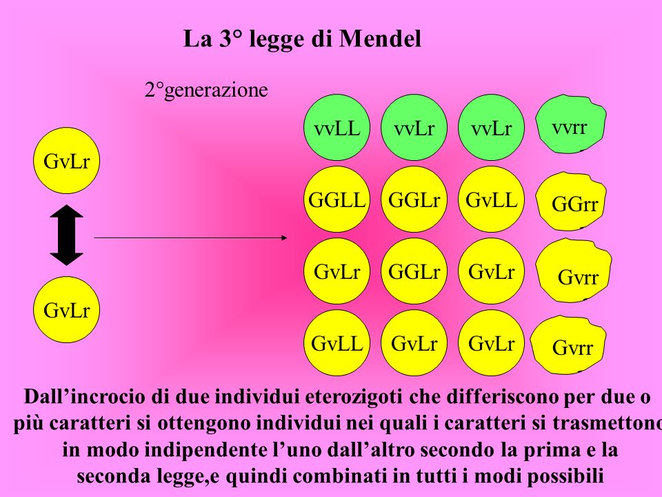 La 3° legge di Mendel 2°generazione vvLL vvLr vvLr vvrr GvLr GGLL GGLr