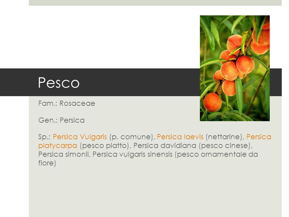 Pesco Fam.: Rosaceae Gen.: Persica