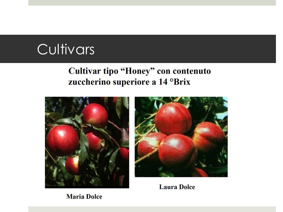 Cultivars