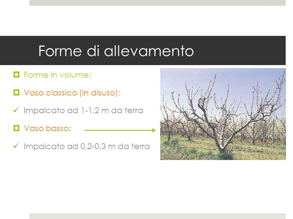 Forme di allevamento Forme in volume: Vaso classico (in disuso):