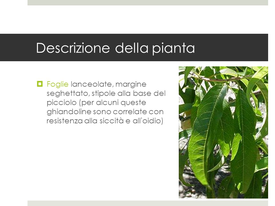 Descrizione della pianta