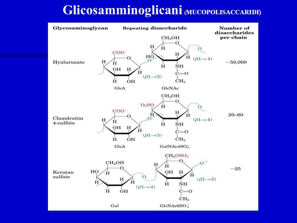 Glicosamminoglicani (MUCOPOLISACCARIDI)