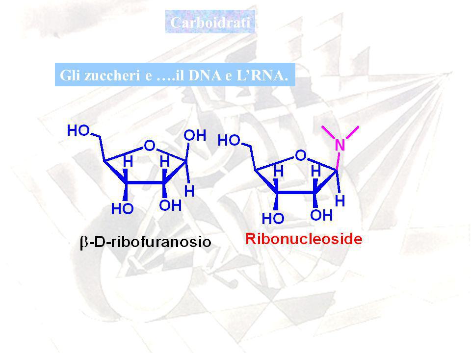 Carboidrati Gli zuccheri e ….il DNA e L’RNA.