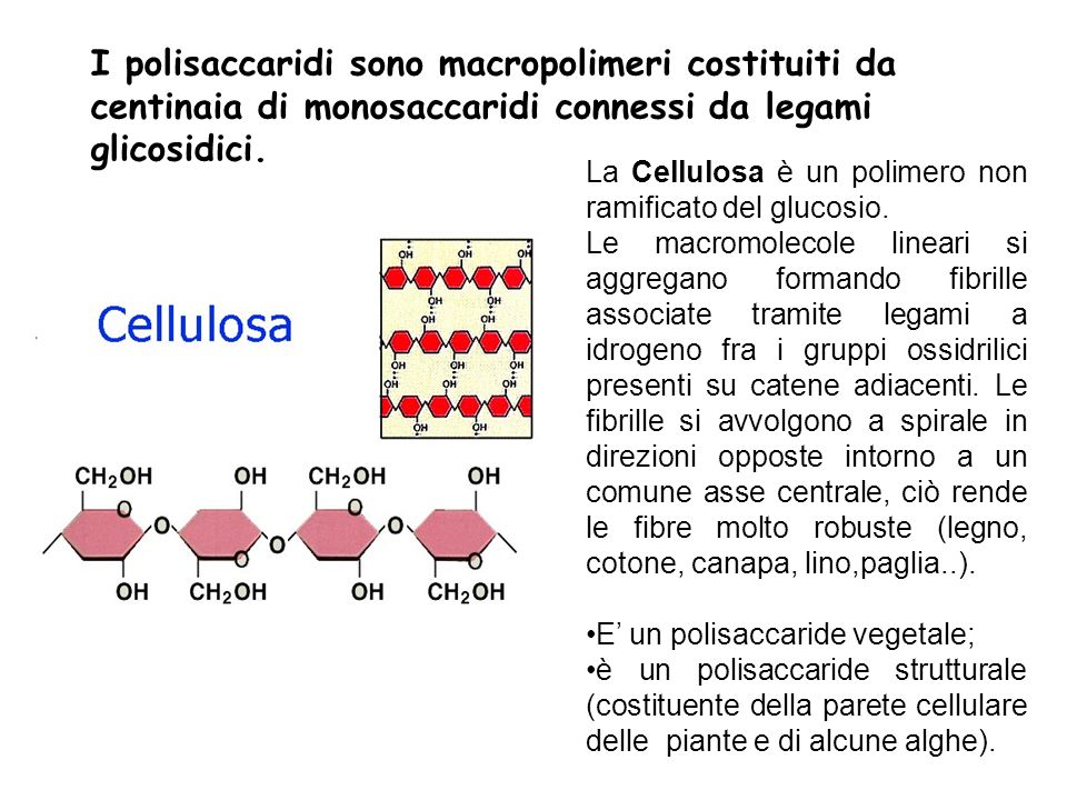 I polisaccaridi sono macropolimeri costituiti da centinaia di monosaccaridi connessi da legami glicosidici.