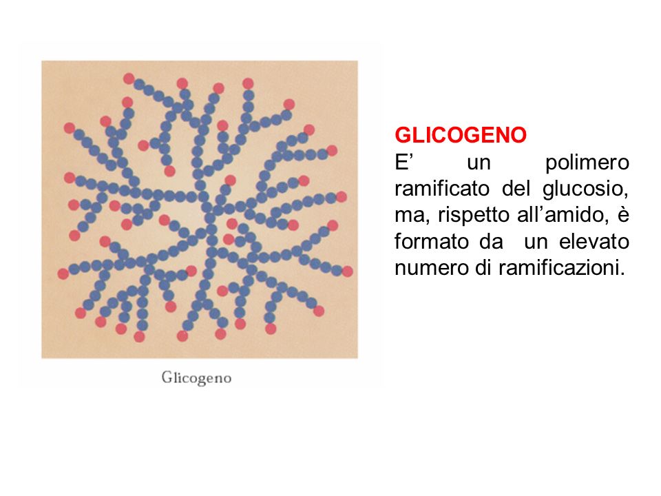 GLICOGENO E’ un polimero ramificato del glucosio, ma, rispetto all’amido, è formato da un elevato numero di ramificazioni.