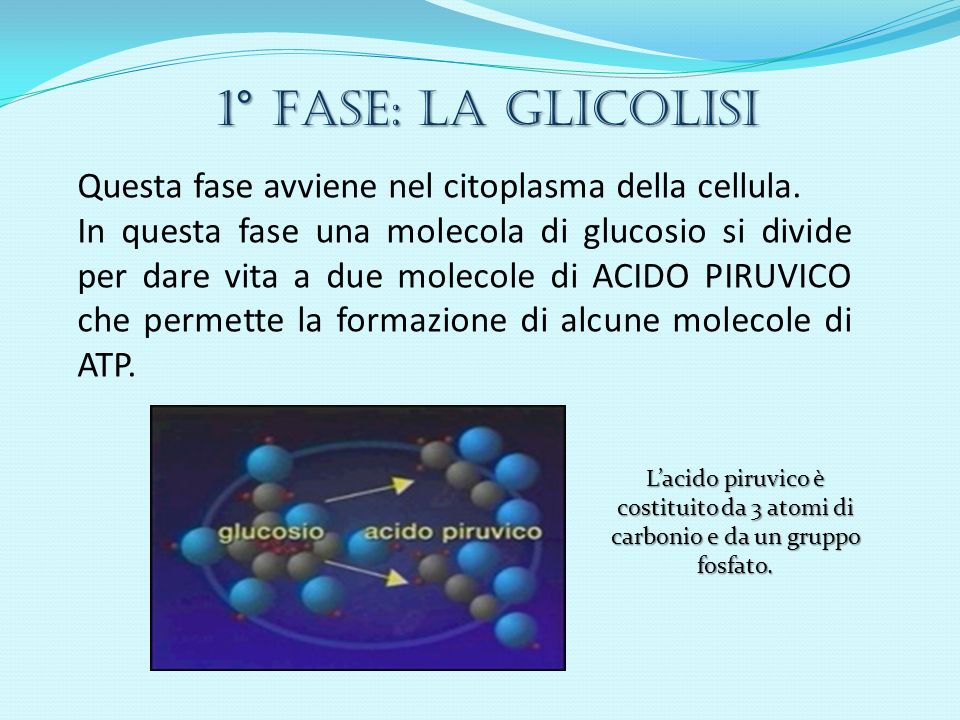 1° Fase: LA GLICOLISI Questa fase avviene nel citoplasma della cellula.