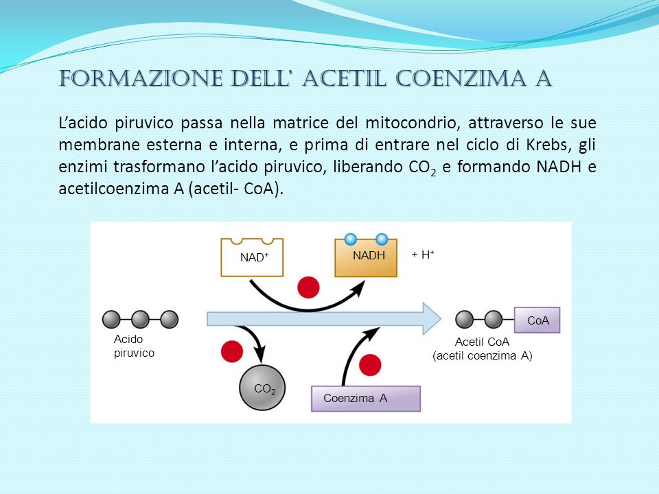 Acetil CoA (acetil coenzima A)