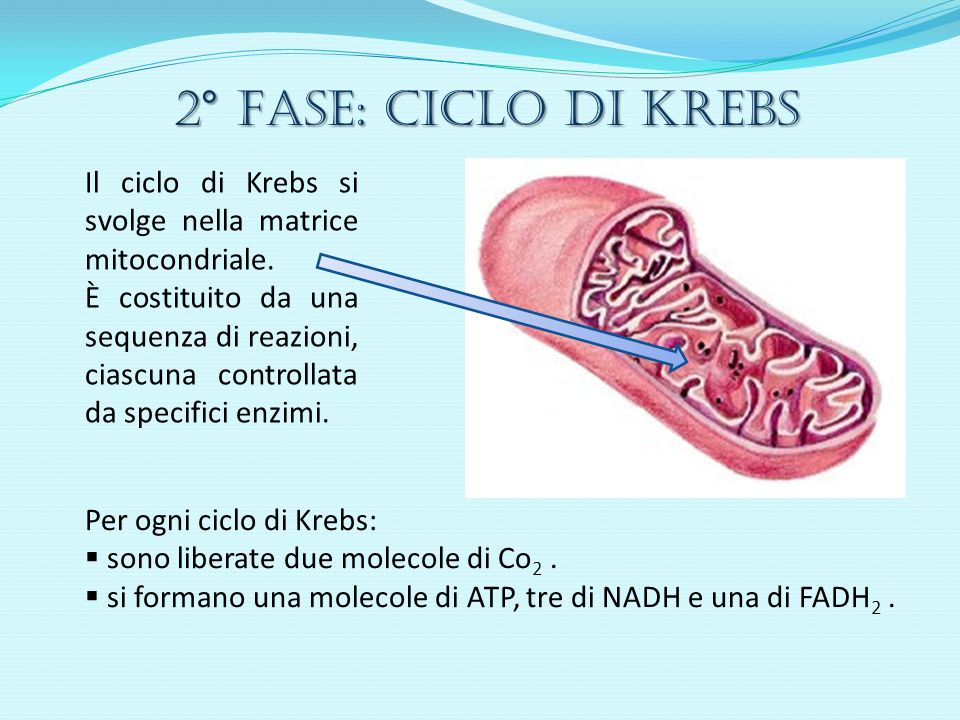 2° Fase: CICLO DI KREBS Il ciclo di Krebs si svolge nella matrice mitocondriale.